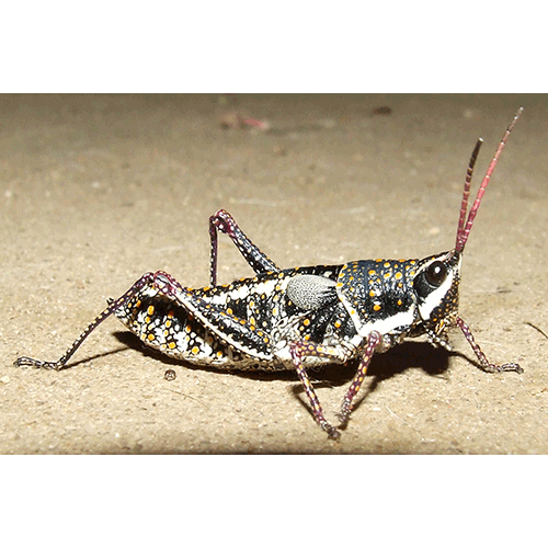 Семейство Pyrgomorphoidea фото