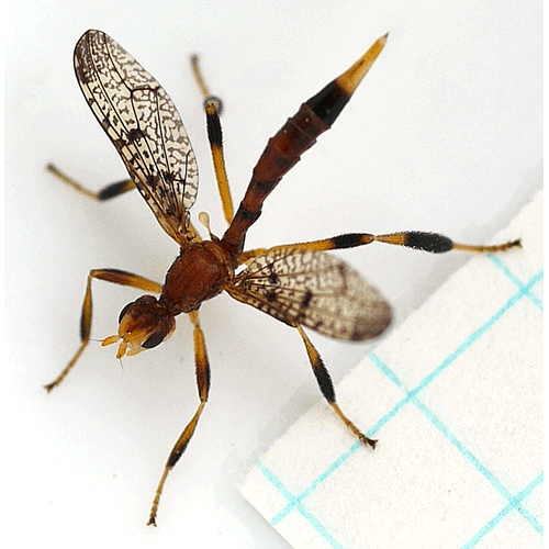 Семейство Pyrgotidae фото