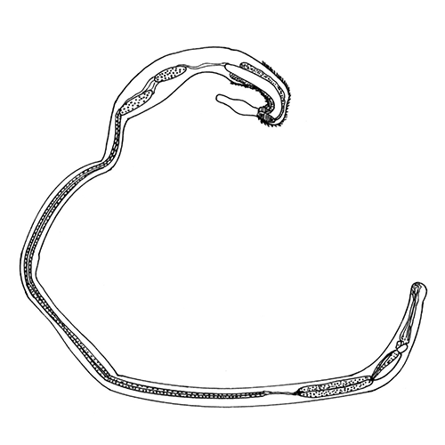 Семейство Pyrirhynchidae фото