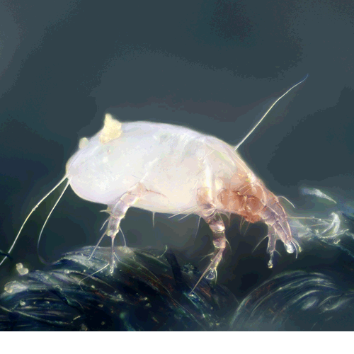 Семейство Pyroglyphidae фото