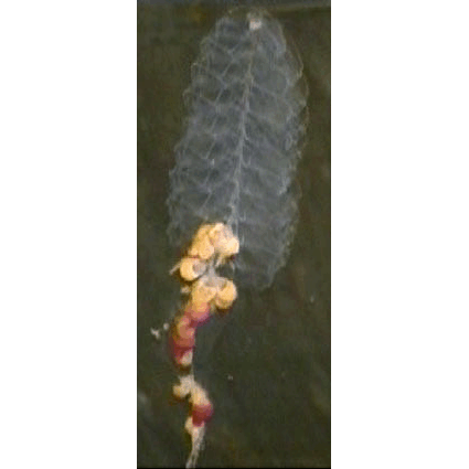 Семейство Pyrostephidae  фото