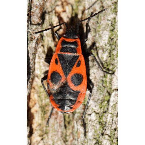 Семейство Pyrrhocoroidea фото