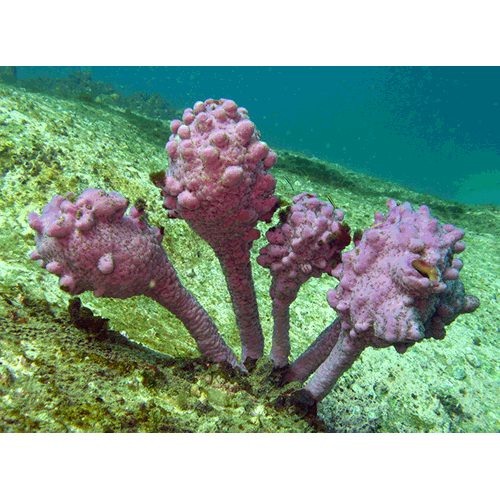 Семейство Pyuridae  фото