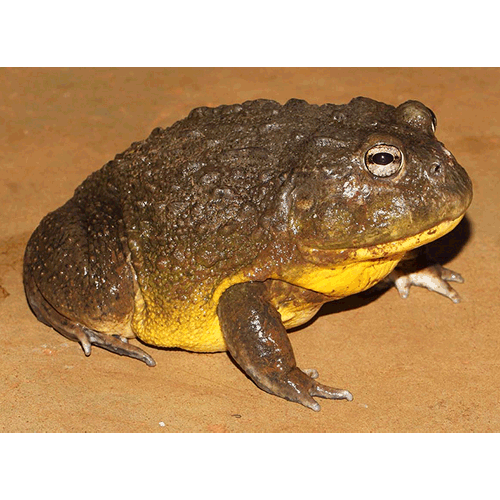  Род Pyxicephalus  фото