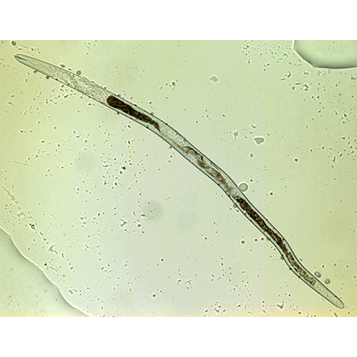 Семейство Qudsianematidae  фото