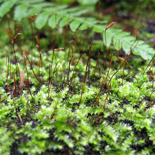 Семейство Racopilaceae фото