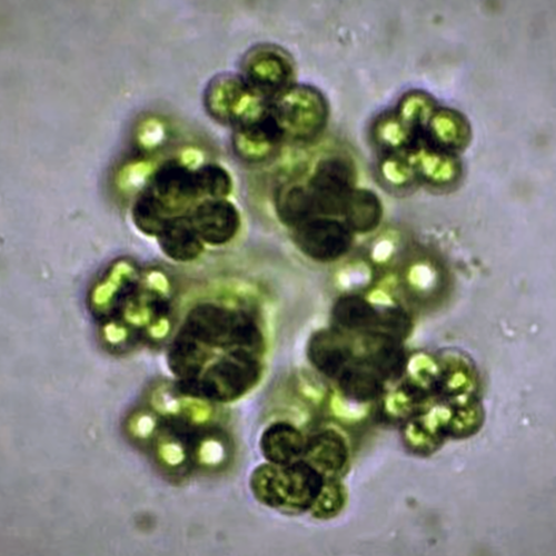 Семейство Radiococcaceae фото