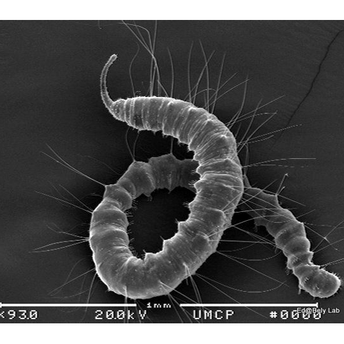 Семейство Randiellidae фото