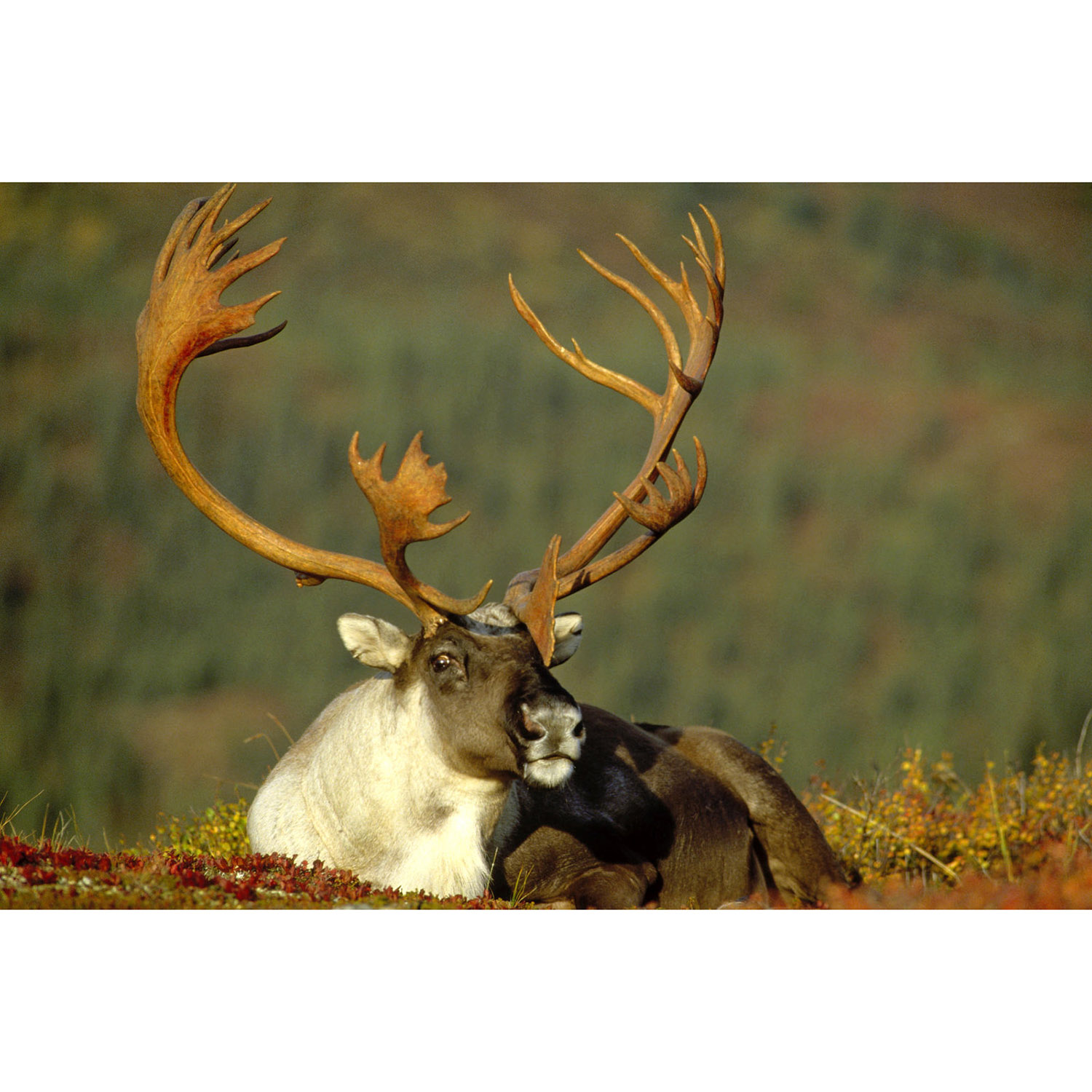 Rangifer tarandus Фото №10