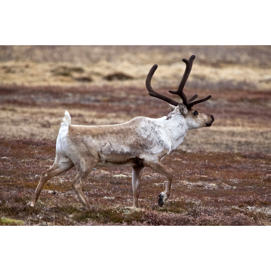 Rangifer tarandus Фото №2