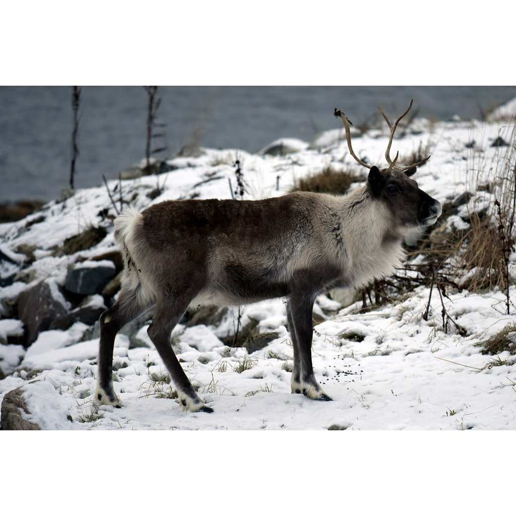 Rangifer tarandus Фото №4