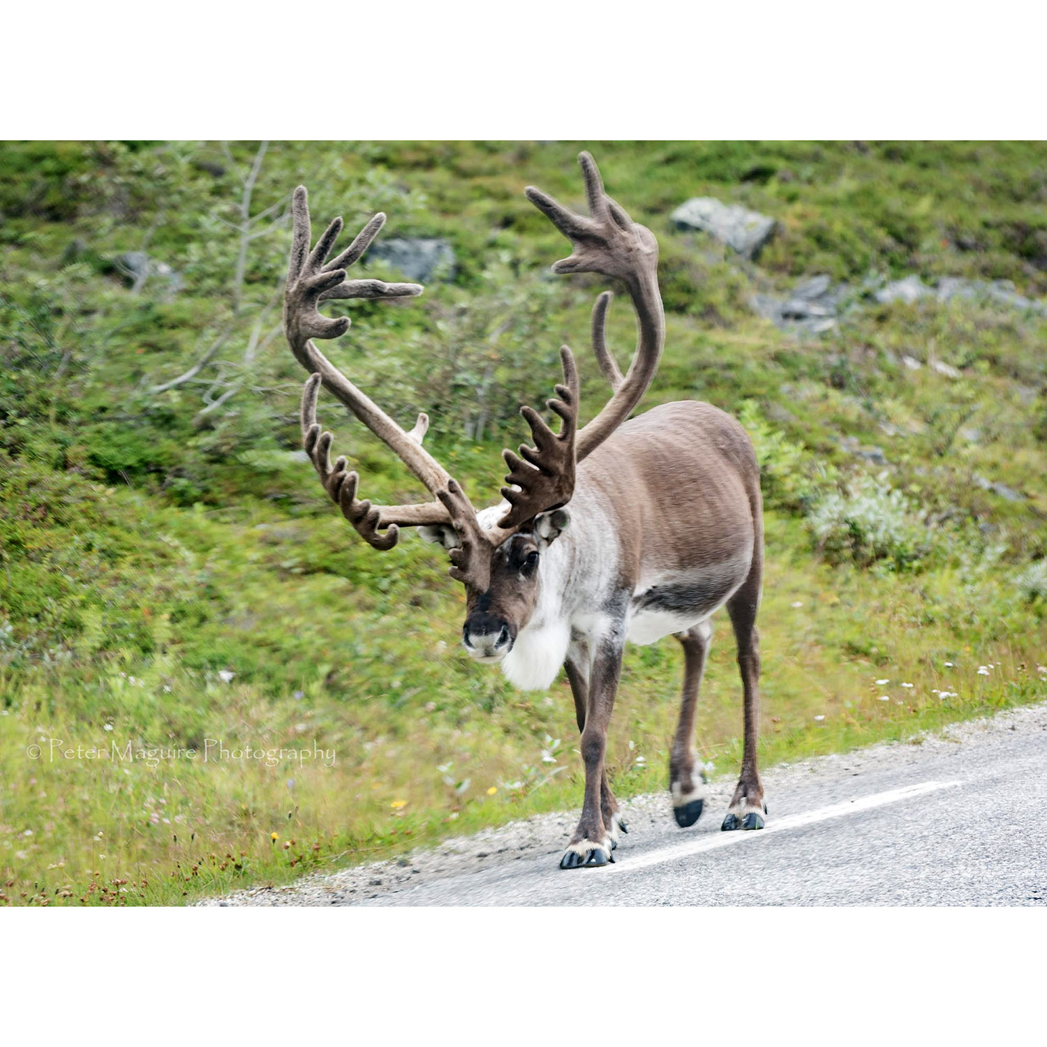 Rangifer tarandus Фото №6