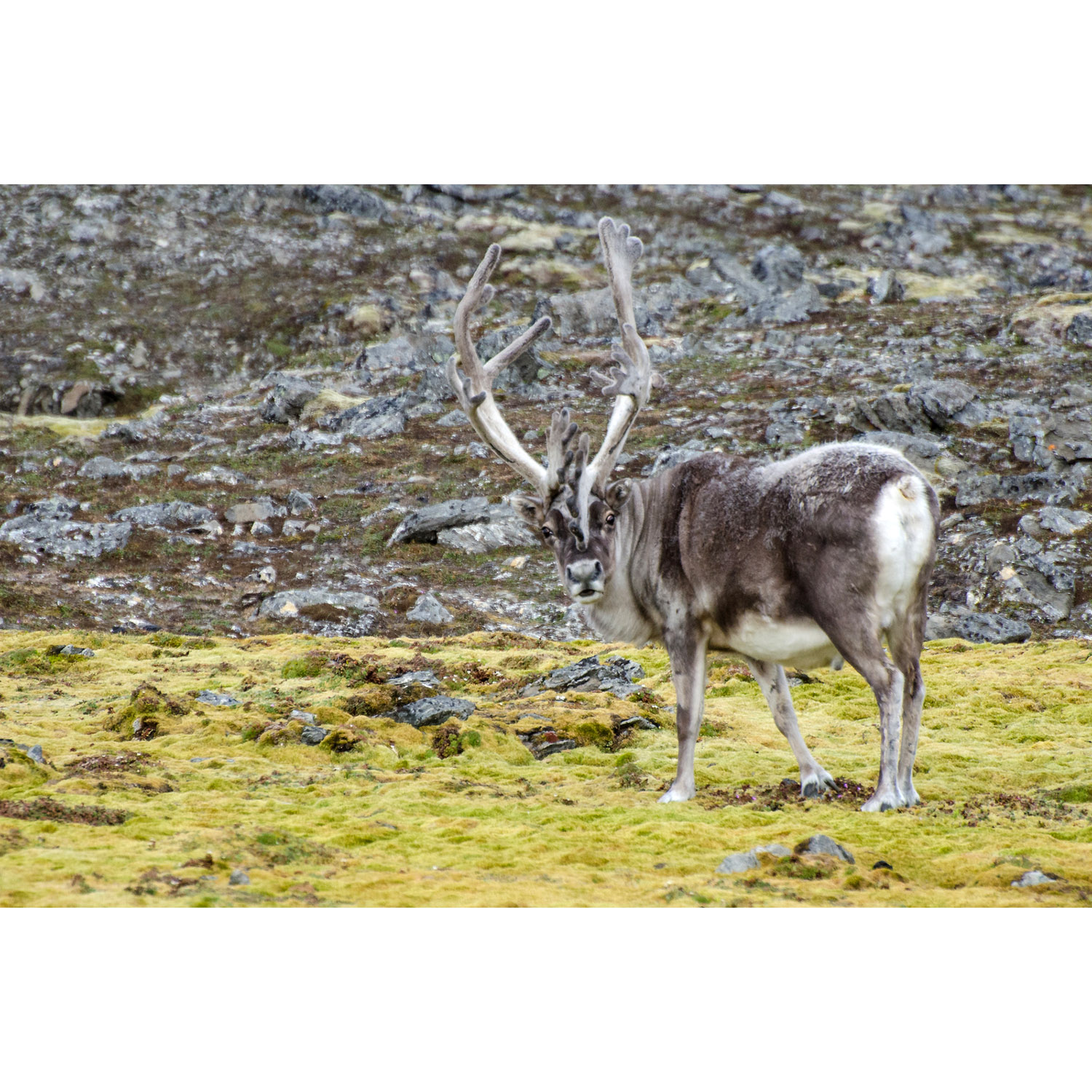 Rangifer tarandus Фото №7