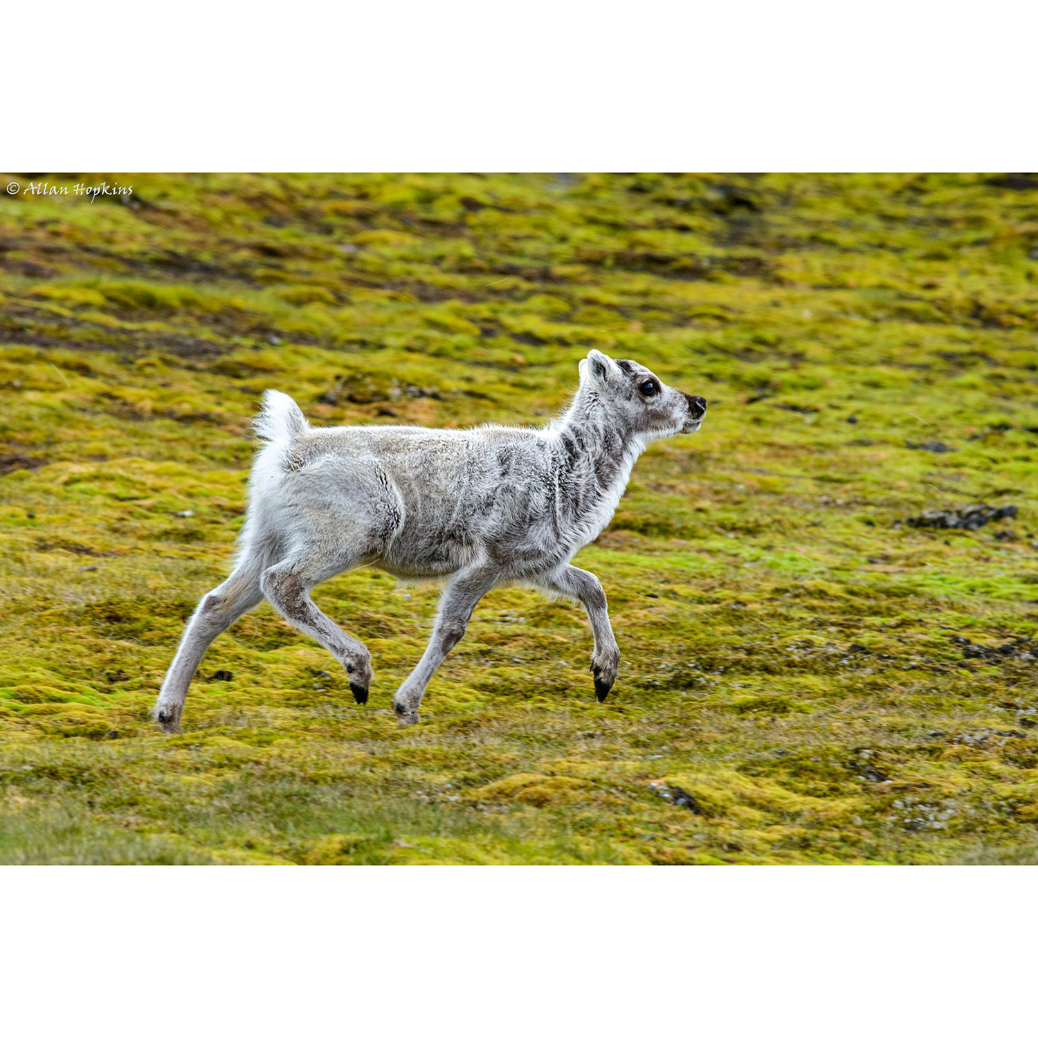 Rangifer tarandus Фото №9