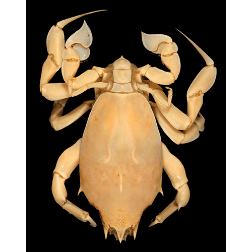 Семейство Raninoidea фото