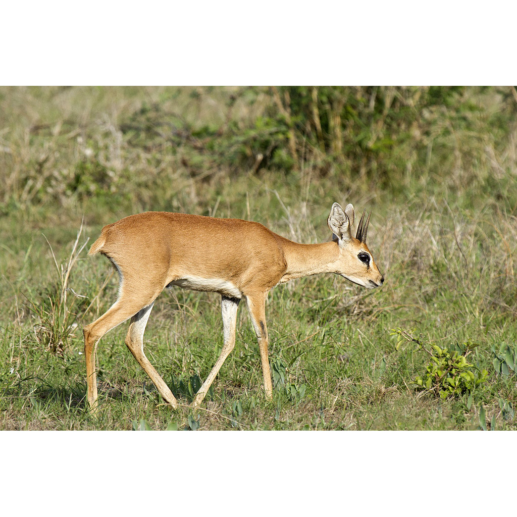 Raphicerus campestris Фото №2