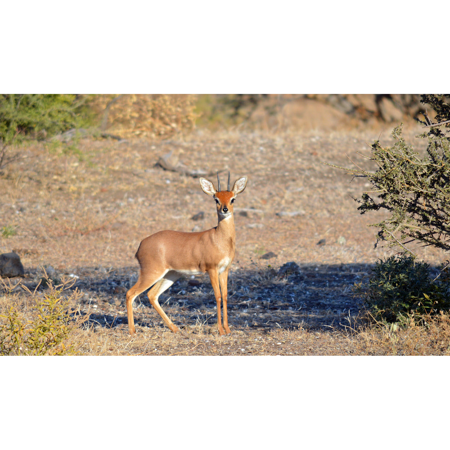 Raphicerus campestris Фото №3