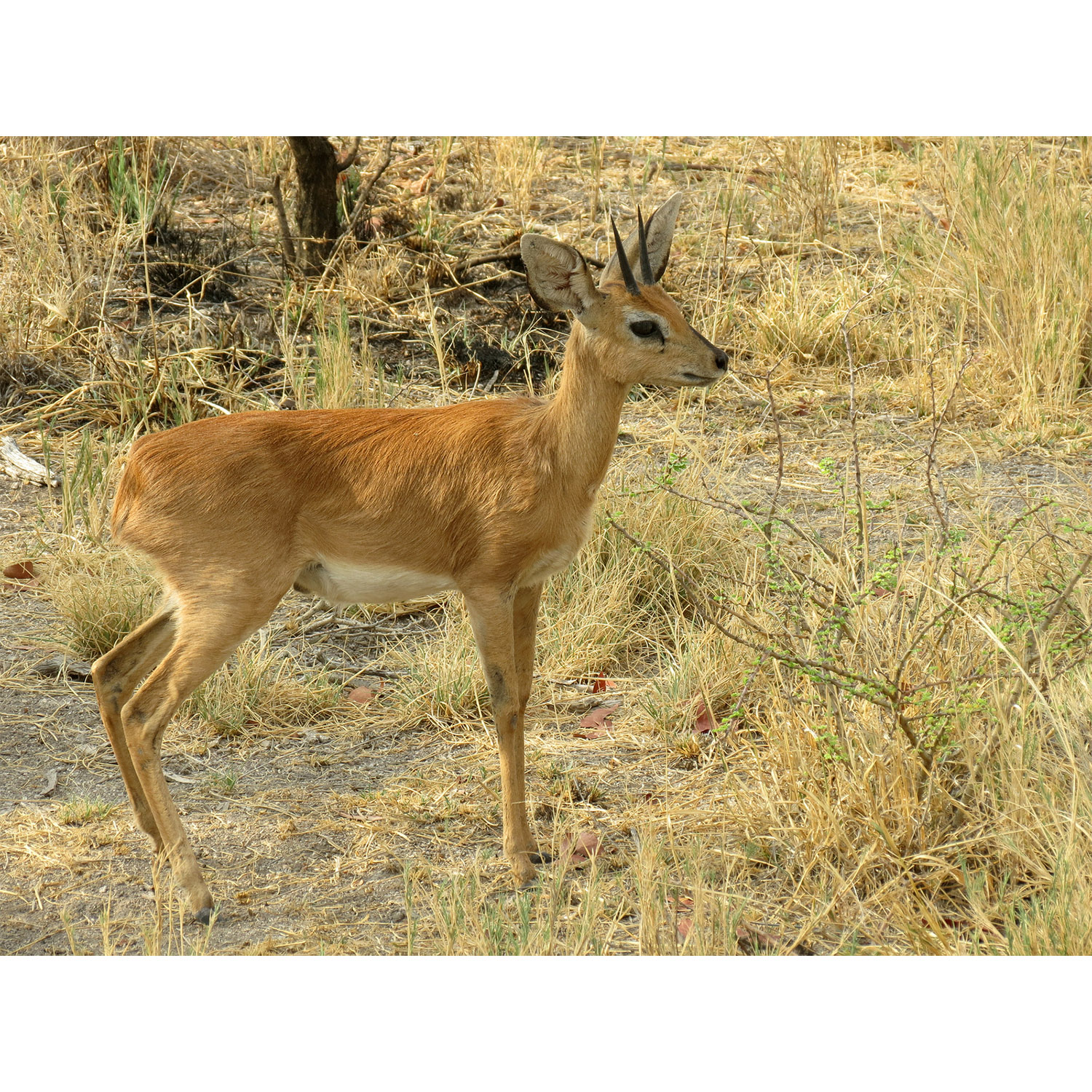 Raphicerus campestris Фото №4