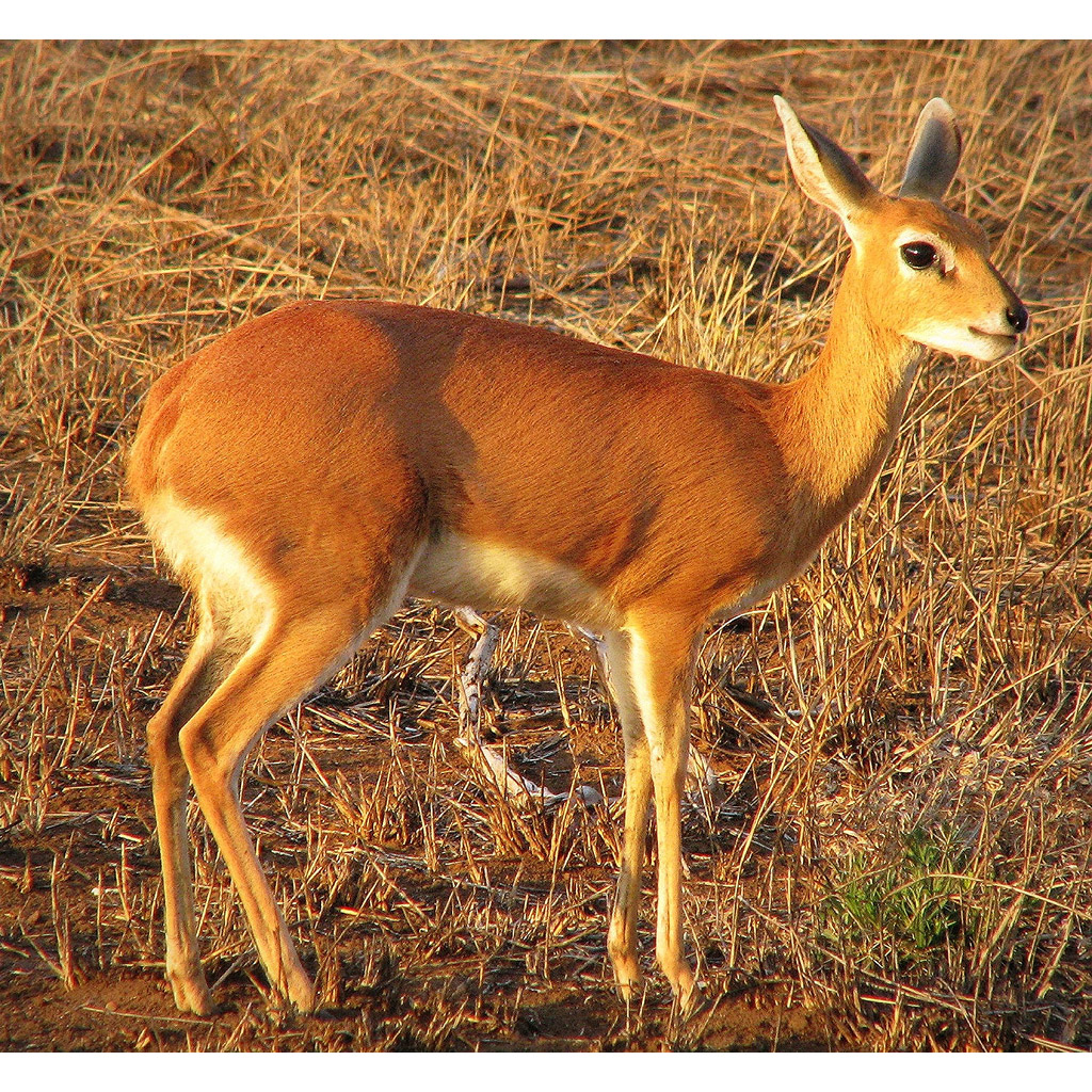 Raphicerus campestris Фото №5