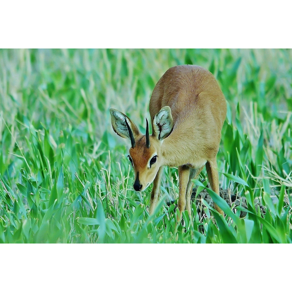 Raphicerus campestris Фото №6