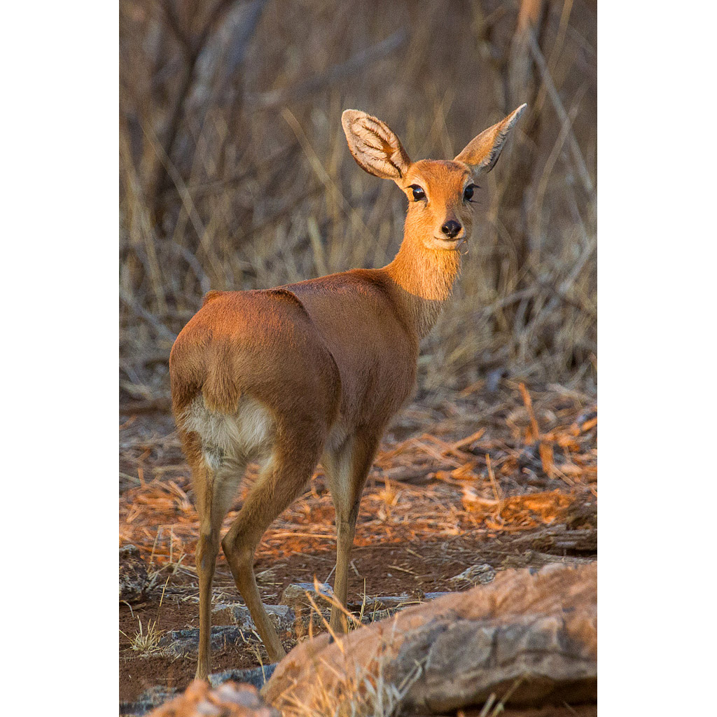 Raphicerus campestris Фото №7