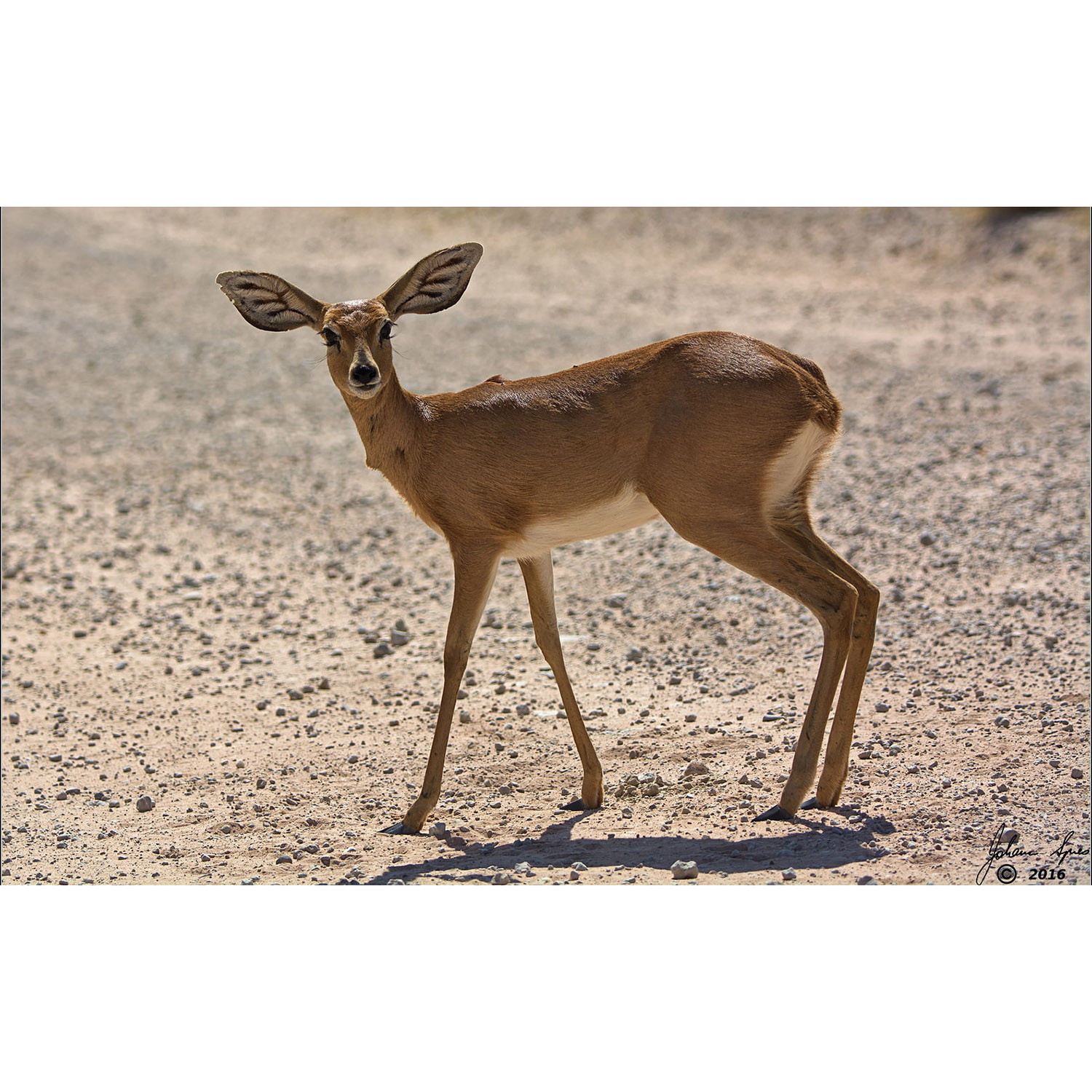 Raphicerus campestris Фото №8