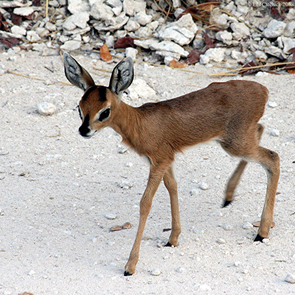 Raphicerus campestris Фото №9