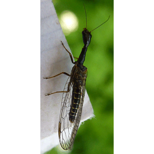 Семейство Raphidiidae фото