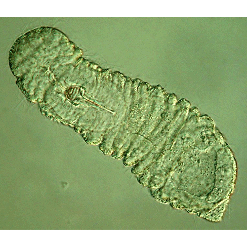 Семейство Rastrognathiidae  фото