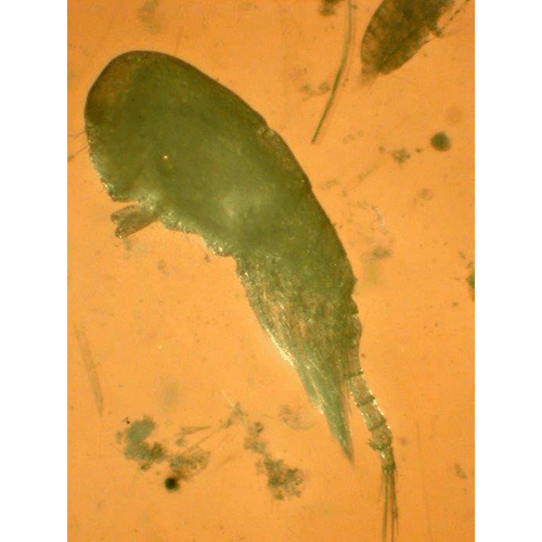 Семейство Rataniidae фото