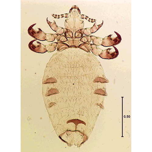 Семейство Ratemiidae фото