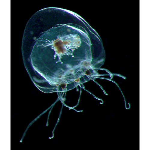 Семейство Rathkeidae  фото