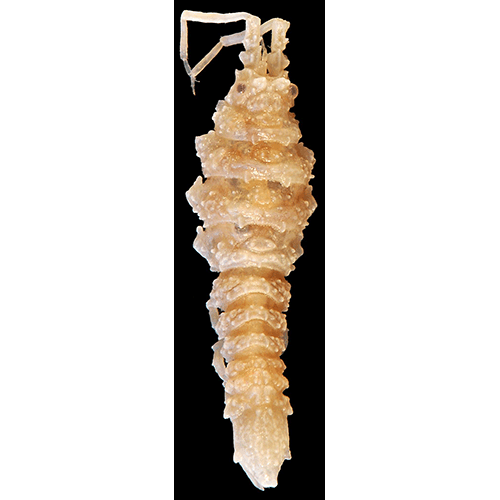 Семейство Rectarcturidae фото