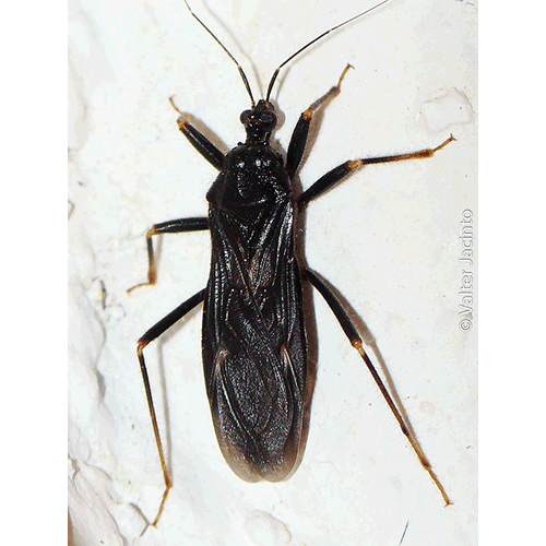 Семейство Reduvoidea фото