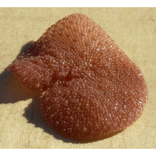 Семейство Renillidae  фото