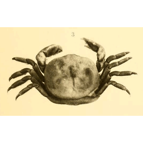 Семейство Retroplumoidea фото