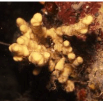 Семейство Rhabderemiidae  фото