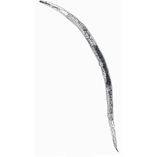 Семейство Rhabdiasidae  фото