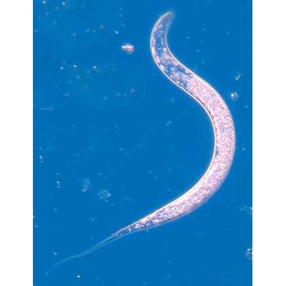 Семейство Rhabdolaimidae  фото