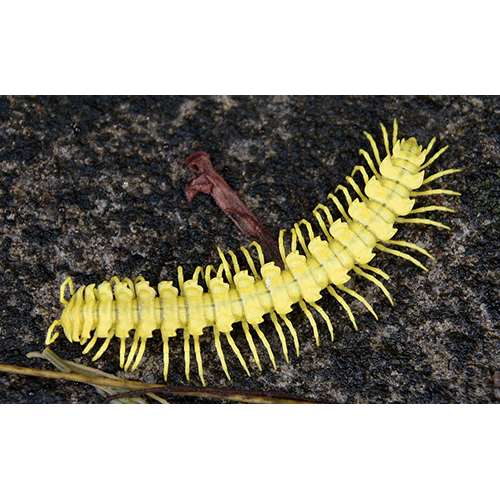 Семейство Rhachodesmidae фото