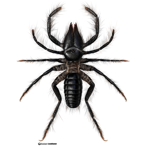 Семейство Rhagodidae фото