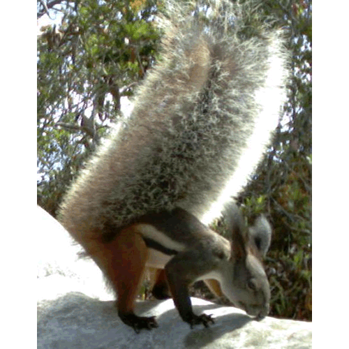 Род Rheithrosciurus  фото