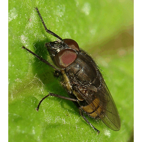 Семейство Rhiniidae фото