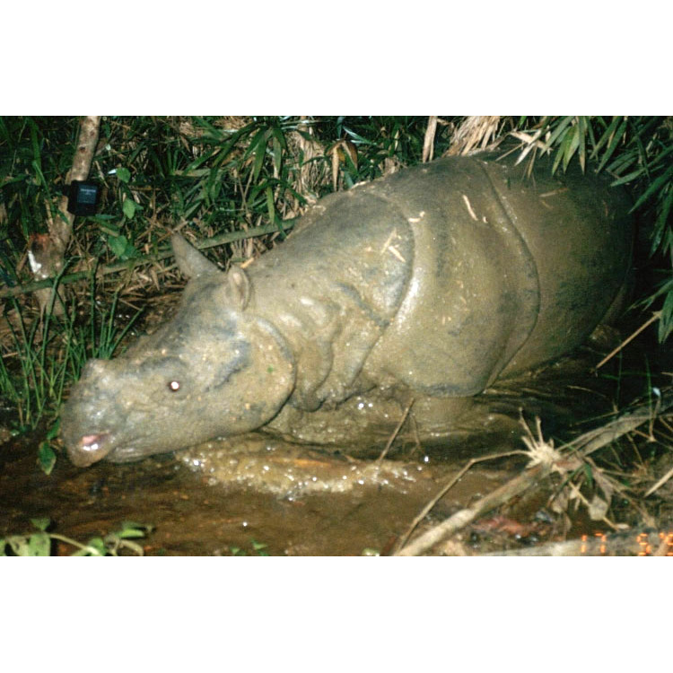 Яванский носорог (Rhinoceros sondaicus) Фото №7