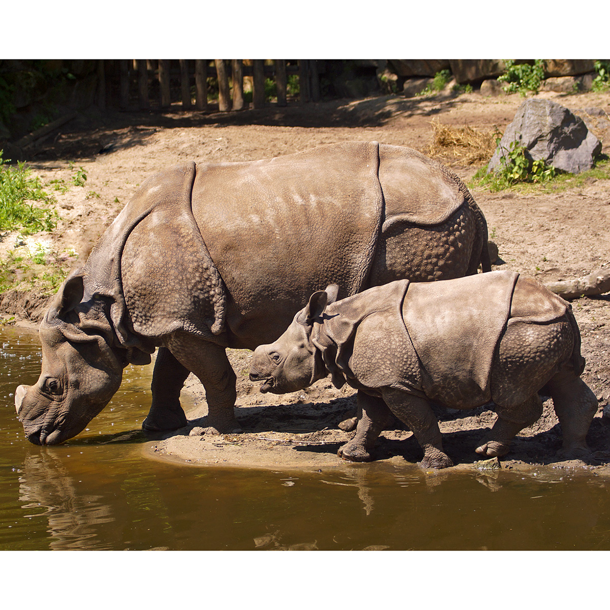 Индийский носорог (Rhinoceros unicornis) Фото №6