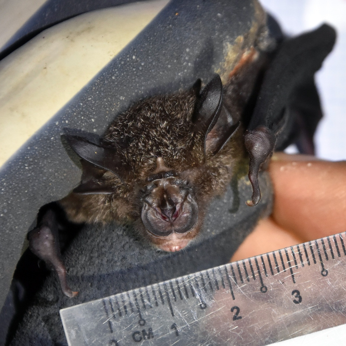 Acuminate Horseshoe Bat (Rhinolophus acuminatus) Фото №7