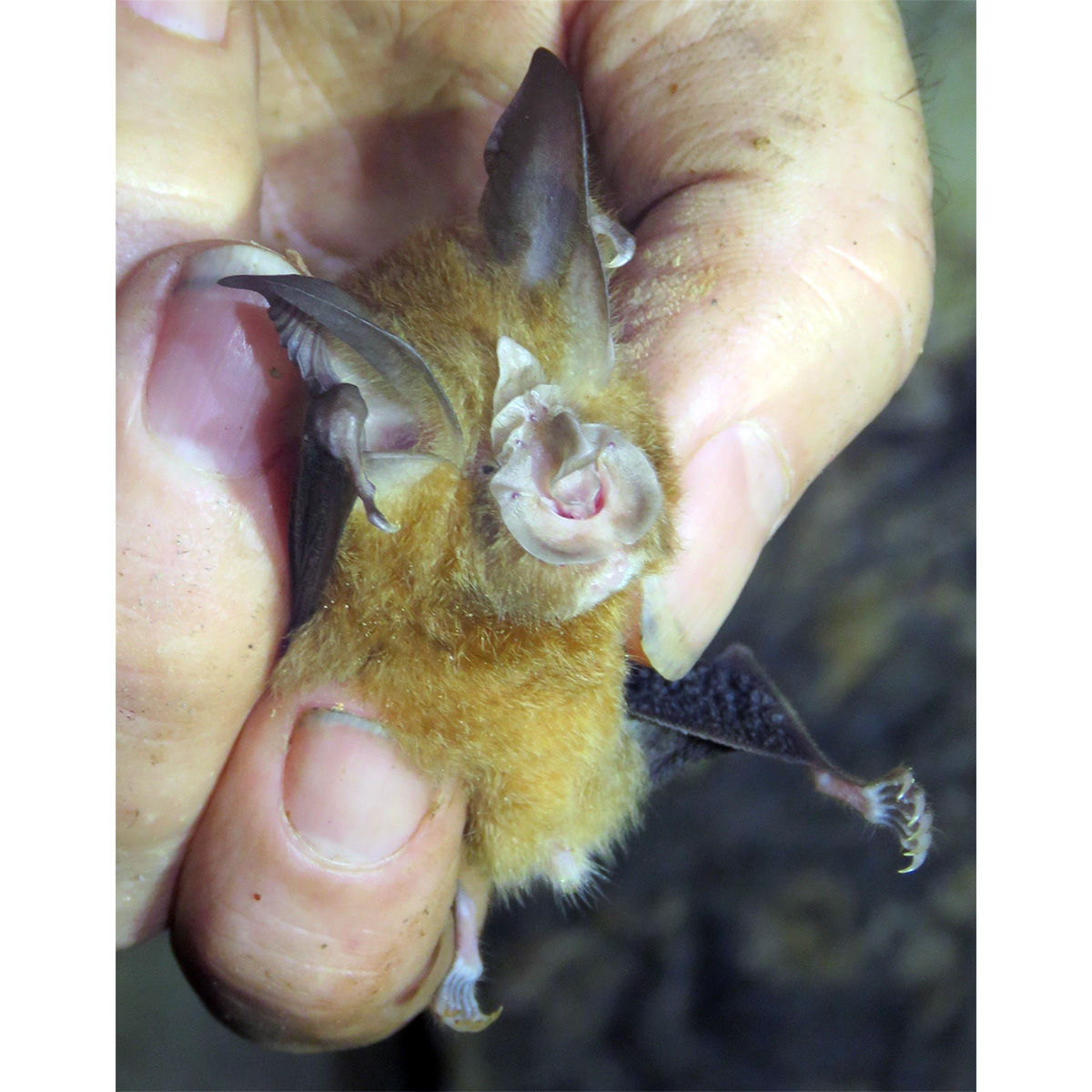 Adam's Horseshoe Bat (Rhinolophus adami) Фото №7