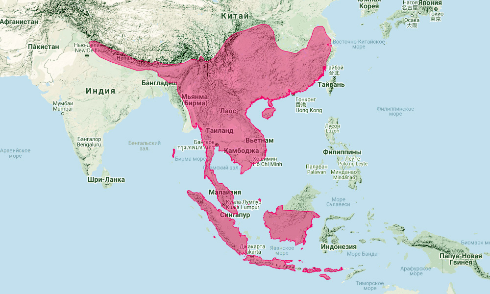 Азиатский подковонос (Rhinolophus affinis) Ареал обитания на карте