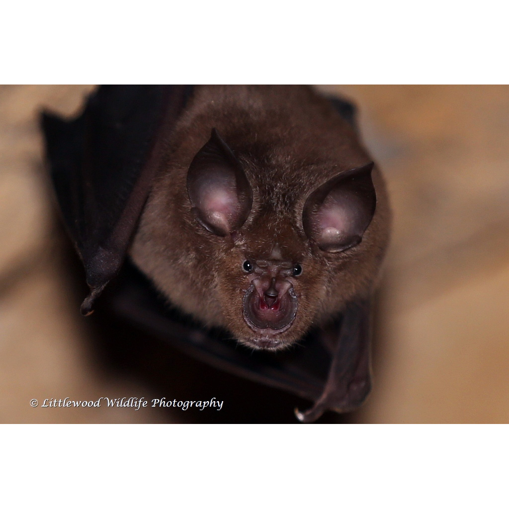 Южноафриканский подковонос (Rhinolophus capensis) Фото №9