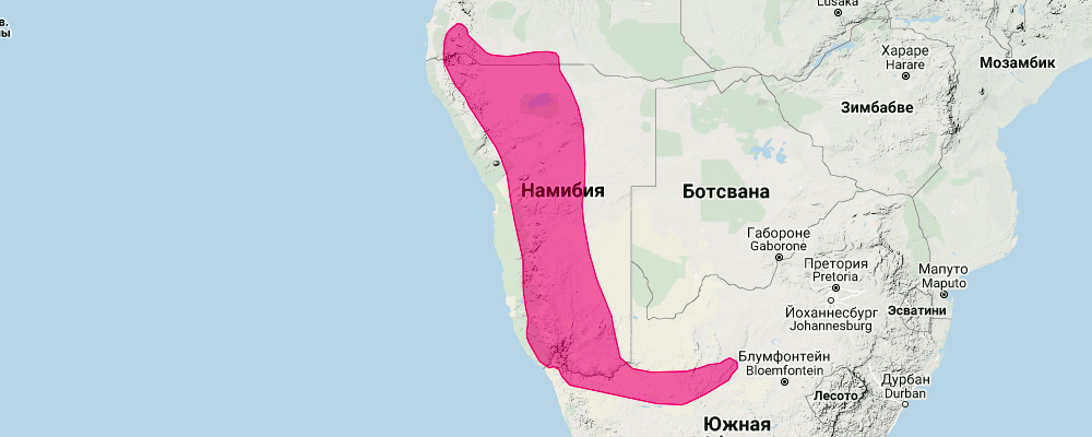 Damara horseshoe bat (Rhinolophus damarensis) Ареал обитания на карте